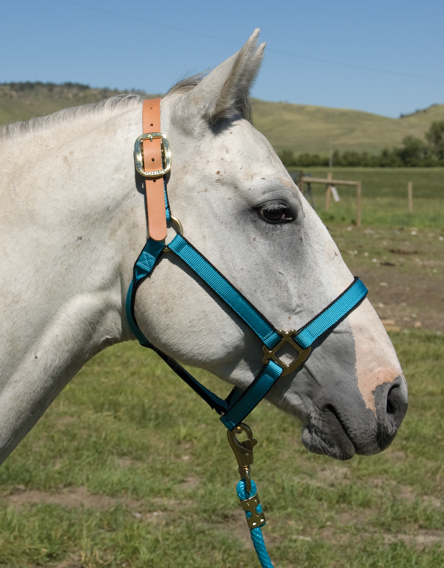 Burwash - Ultimate - Breakaway Horse Halter