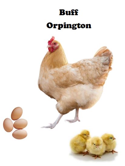 Chicks-Pullets - 2026 Shipment 4 - Pick Up - May 5, 2026