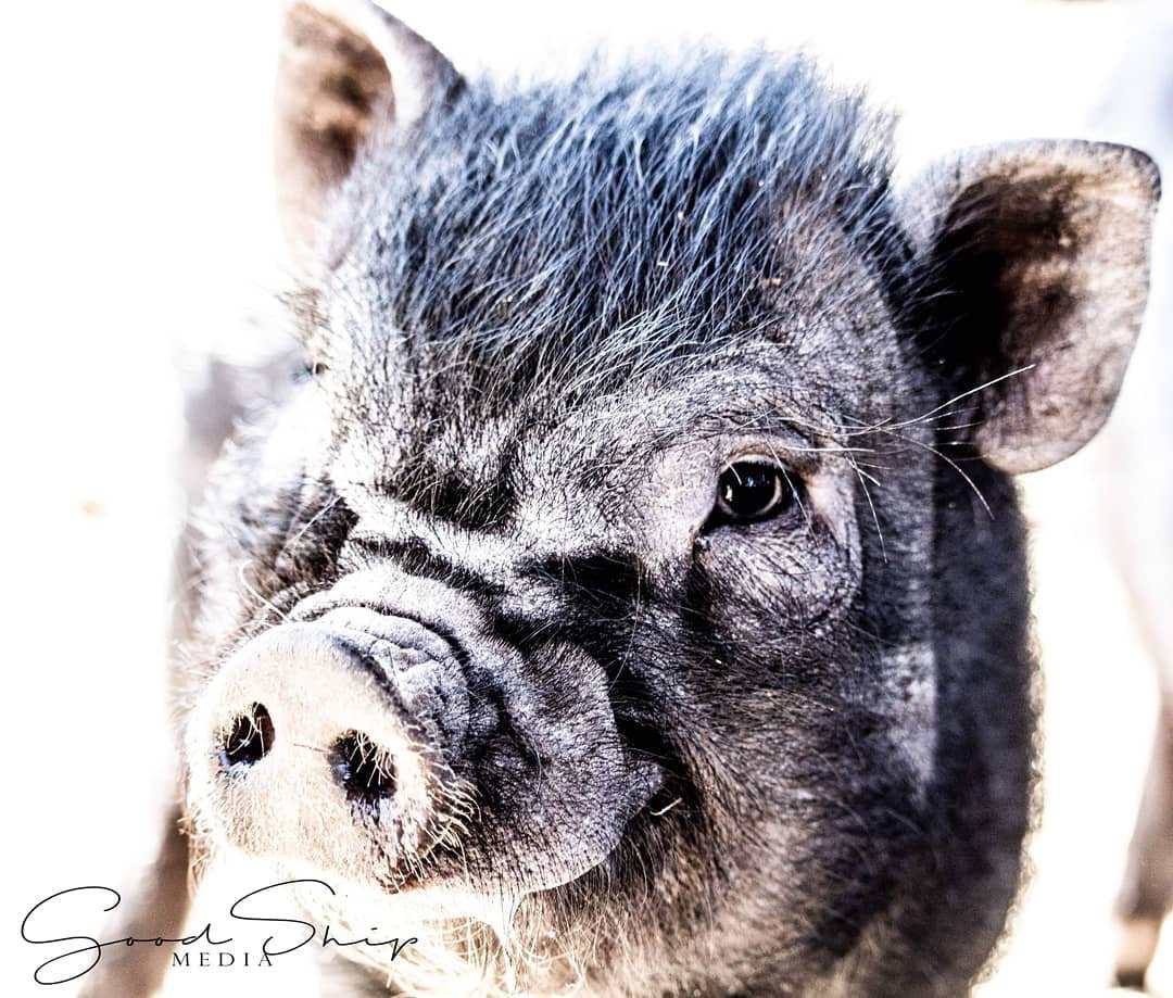 Goodship Media - Pictures