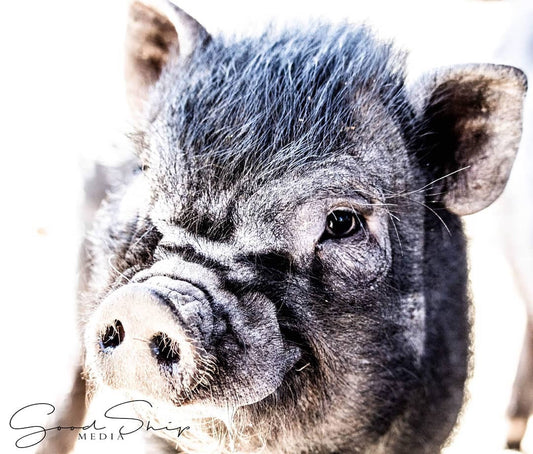 Goodship Media - Pictures