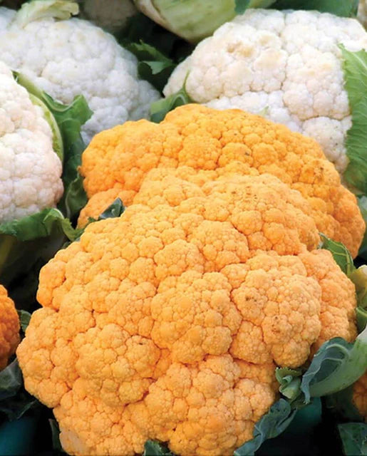 West Coast Seeds - Misc Vegetables