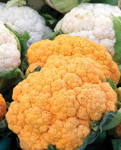 West Coast Seeds - Misc Vegetables