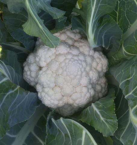 West Coast Seeds - Misc Vegetables