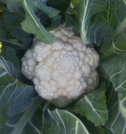 West Coast Seeds - Misc Vegetables