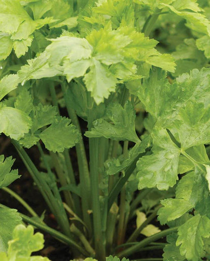 West Coast Seeds - Misc Vegetables