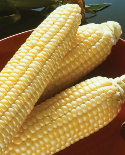 West Coast Seeds - Corn