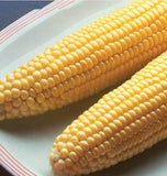 West Coast Seeds - Corn