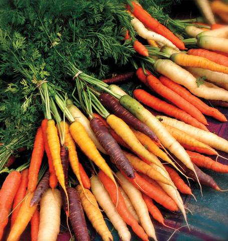 West Coast Seeds - Carrots