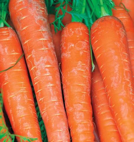 West Coast Seeds - Carrots