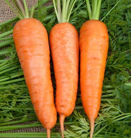West Coast Seeds - Carrots