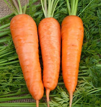 West Coast Seeds - Carrots