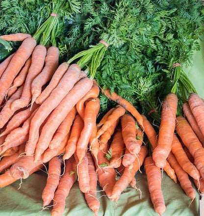 West Coast Seeds - Carrots