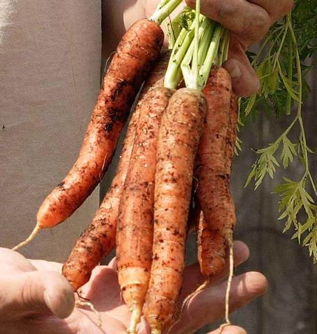 West Coast Seeds - Carrots