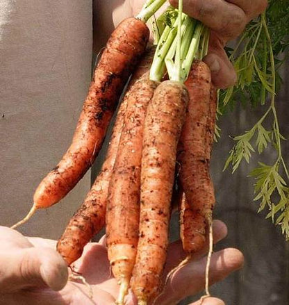 West Coast Seeds - Carrots