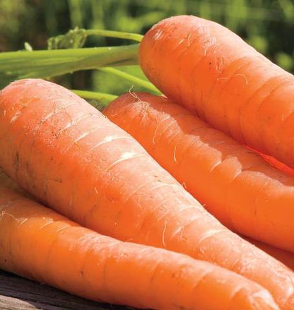 West Coast Seeds - Carrots
