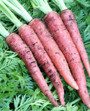 West Coast Seeds - Carrots