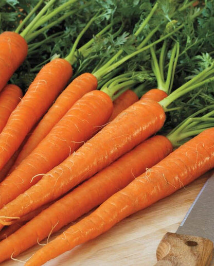 West Coast Seeds - Carrots
