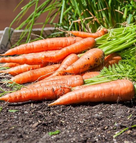 West Coast Seeds - Carrots