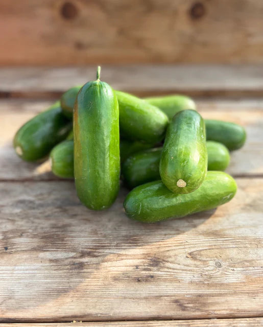 West Coast Seeds - Cucumber