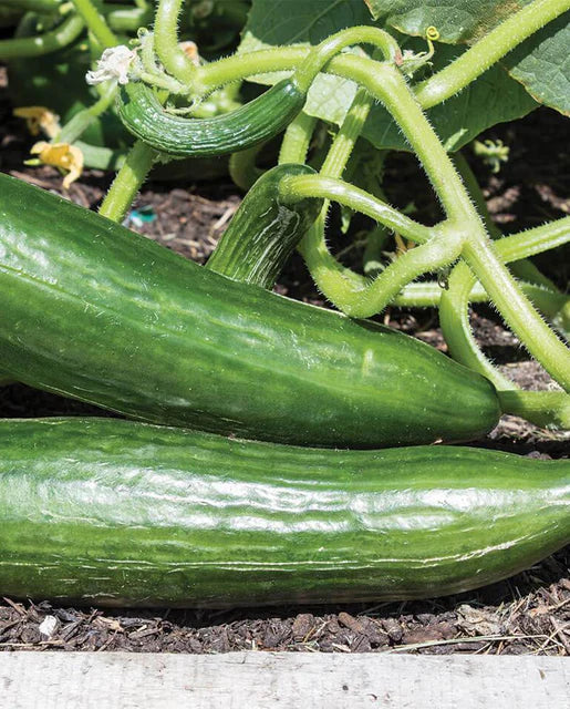 West Coast Seeds - Cucumber