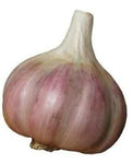 Seed Garlic Bulbs - Organic