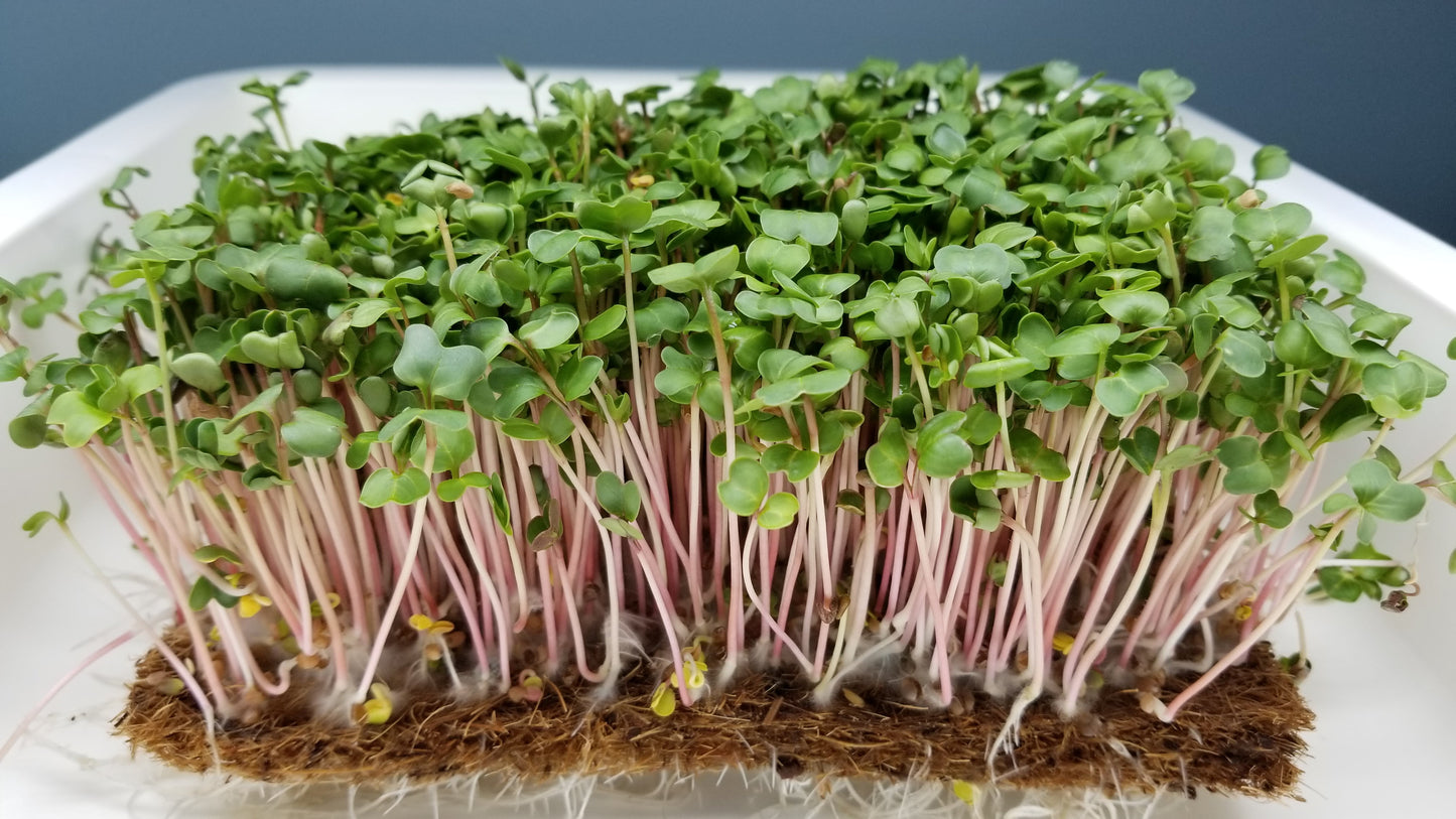 Fothergill's Seeds - Micro Greens