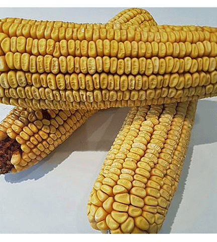 Corn on the Cob x 3