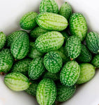 West Coast Seeds - Cucumber