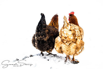 Goodship Media - Pictures