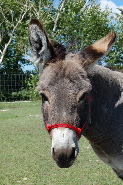Burwash - Marine Line - Rope Halter for Average Donkey