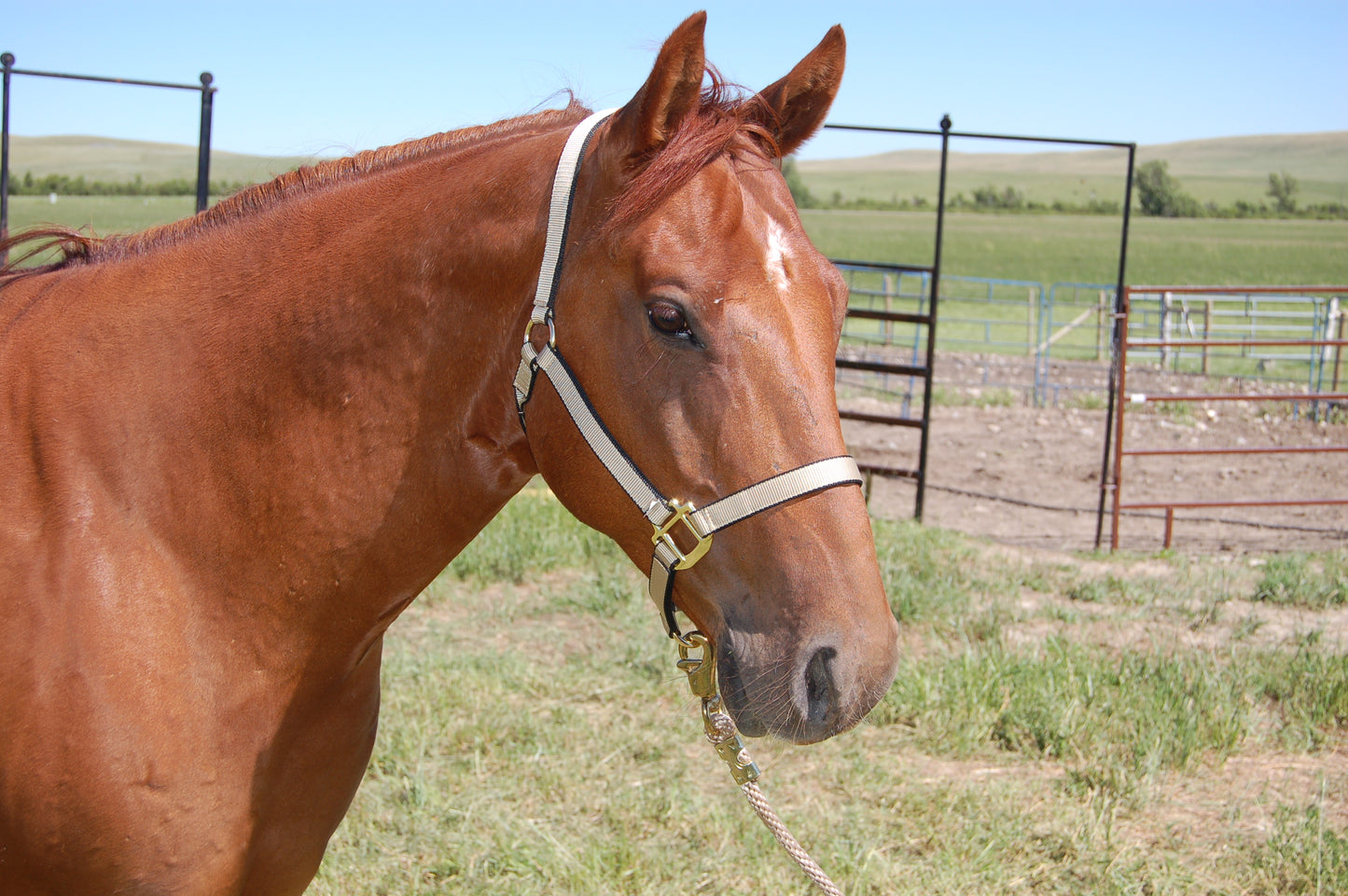 Burwash - No Throat Snap - Ultimate Horse Halter - (5 Ring Special Order)