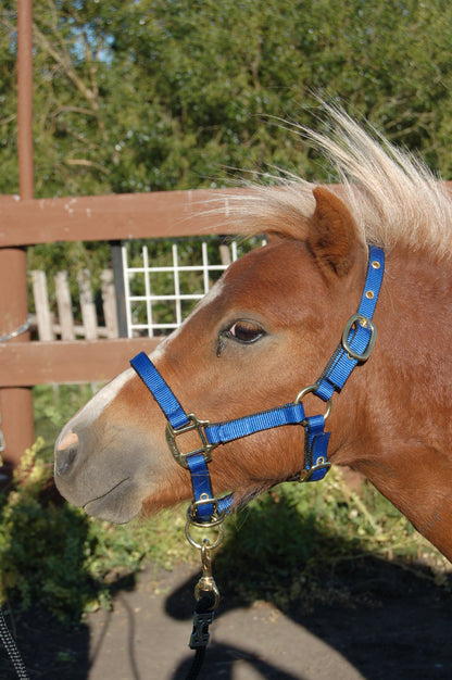 Burwash - No Throat Snap - Ultimate Horse Halter - (5 Ring Special Order)