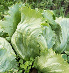 West Coast Seeds - Lettuce