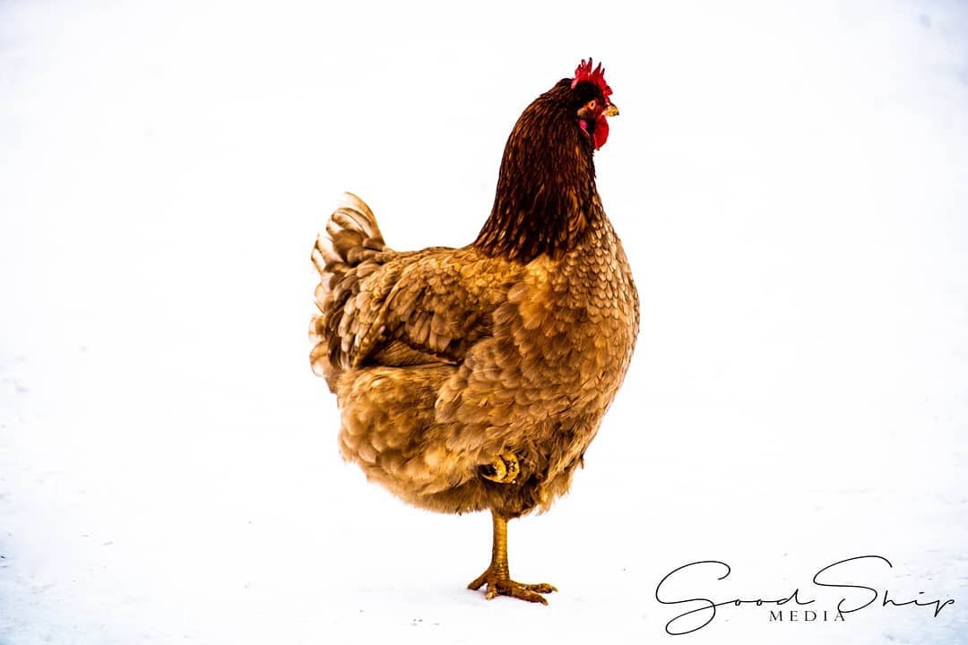 Goodship Media - Pictures