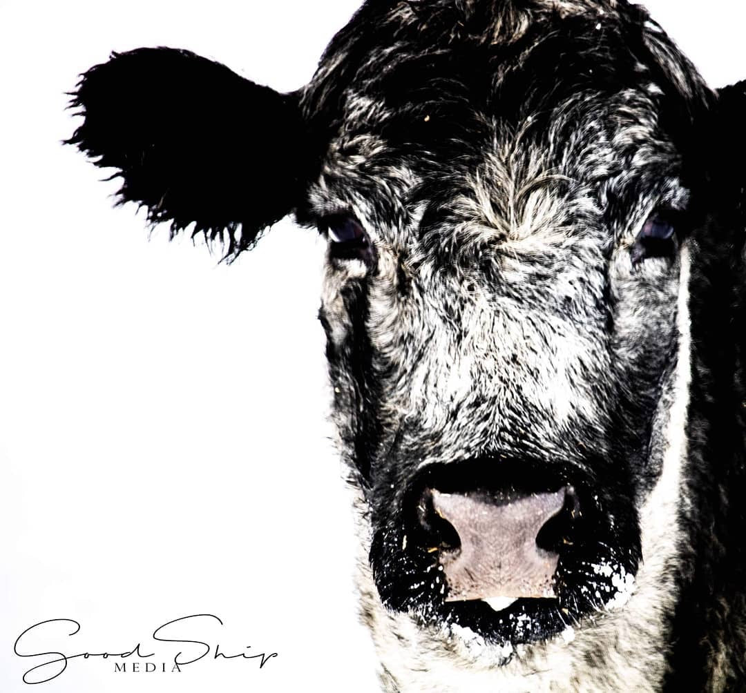 Goodship Media - Pictures