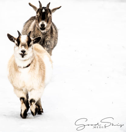 Goodship Media - Pictures