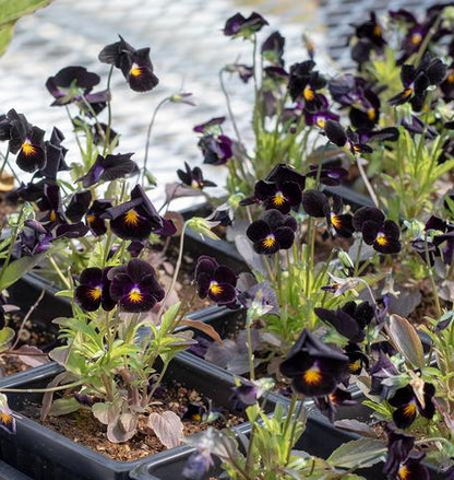 West Coast Seeds - Flowers - Assorted