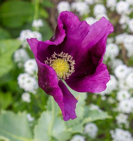 West Coast Seeds - Flowers - Poppies
