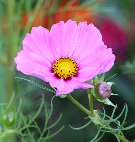 West Coast Seeds - Flowers - Assorted