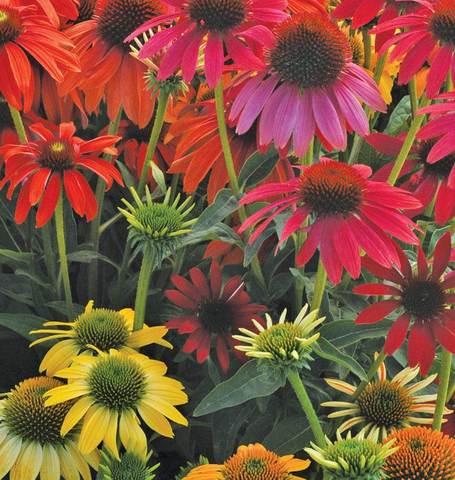 West Coast Seeds - Mixed Flowers