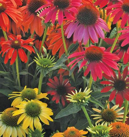 West Coast Seeds - Mixed Flowers