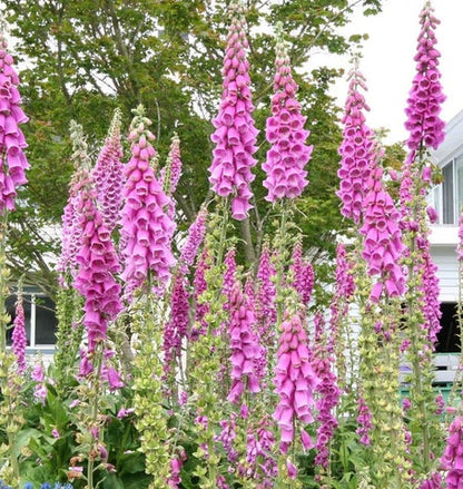 West Coast Seeds - Flowers - Assorted