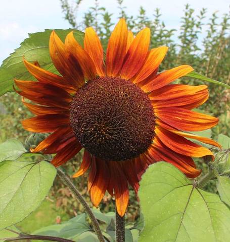 West Coast Seeds - Flowers - Sunflowers