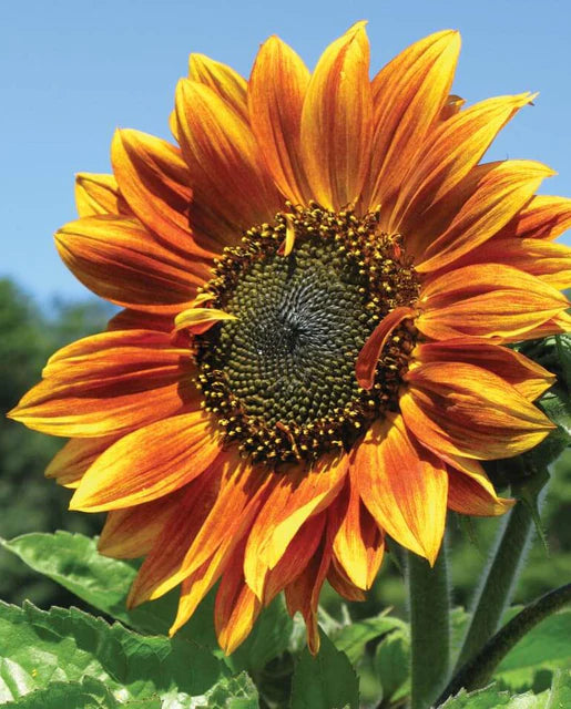 West Coast Seeds - Flowers - Sunflowers