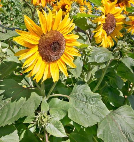 West Coast Seeds - Flowers - Sunflowers