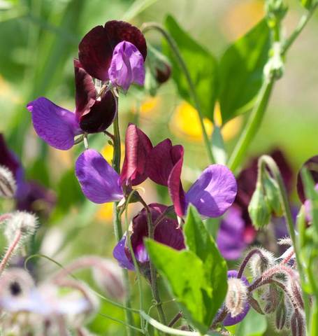 West Coast Seeds - Flowers - Assorted