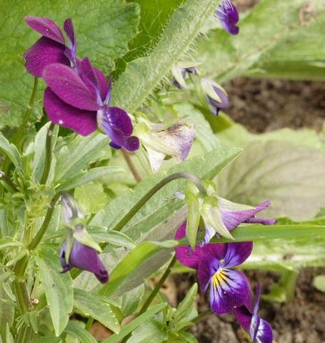 West Coast Seeds - Flowers - Assorted