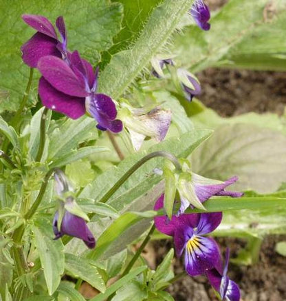 West Coast Seeds - Flowers - Assorted