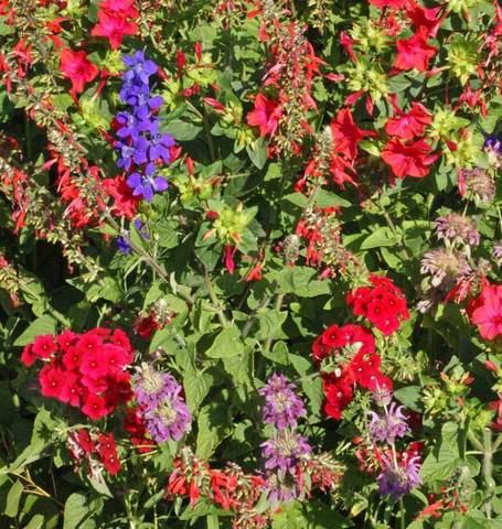 West Coast Seeds - Mixed Flowers