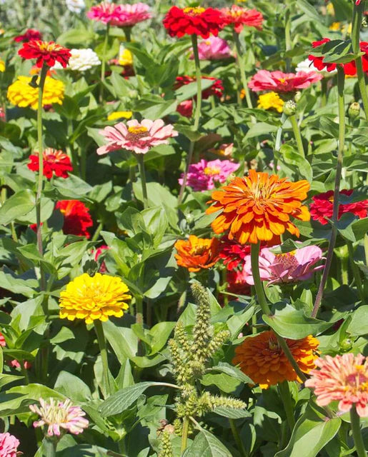 West Coast Seeds - Flowers - Assorted